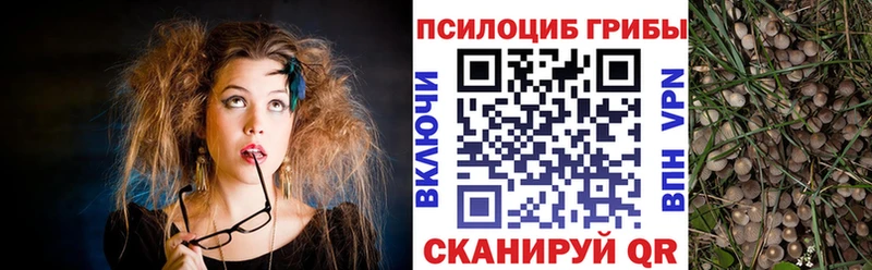 Псилоцибиновые грибы Psilocybe  Рошаль 